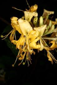 Attēlu rezultāti vaicājumam “Caprifoliaceae”