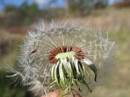 Attēlu rezultāti vaicājumam “Taraxacum officinale aggr. fruit”