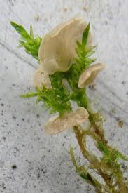 Attēlu rezultāti vaicājumam “Rimbachia neckerae”