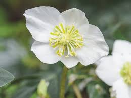 Attēlu rezultāti vaicājumam “Helleborus niger flower”