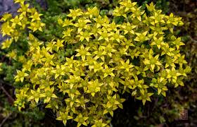 Attēlu rezultāti vaicājumam “Sedum acre fruit”