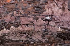 Attēlu rezultāti vaicājumam “Ceriporia excelsa”