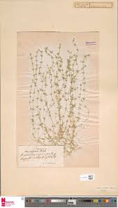 Attēlu rezultāti vaicājumam “Chara aspera”