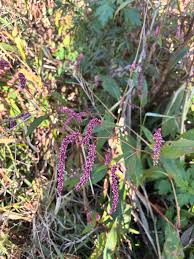Attēlu rezultāti vaicājumam “Persicaria maculosa leaf”