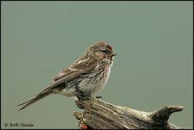 Attēlu rezultāti vaicājumam “Carduelis flammea female”
