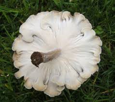 Attēlu rezultāti vaicājumam “Polyporus ciliatus”