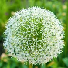 Attēlu rezultāti vaicājumam “Allium cepa flower”