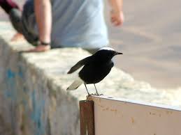 Image result for Oenanthe leucopyga