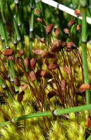 Attēlu rezultāti vaicājumam “Philonotis calcarea”