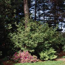 Attēlu rezultāti vaicājumam “Enkianthus campanulatus”
