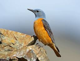 Image result for Monticola saxatilis