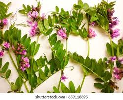 Attēlu rezultāti vaicājumam “Vicia sepium leaf”