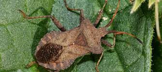 Attēlu rezultāti vaicājumam “Coreus marginatus imago”