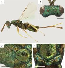 Attēlu rezultāti vaicājumam “Torymidae”