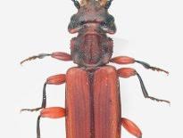 Attēlu rezultāti vaicājumam “Cucujidae”