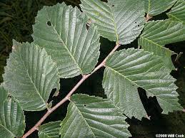Attēlu rezultāti vaicājumam “Ulmus glabra leaf”