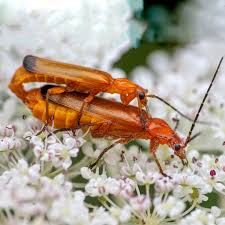 Attēlu rezultāti vaicājumam “Rhagonycha fulva”