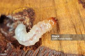 Attēlu rezultāti vaicājumam “Melandryidae”