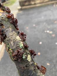 Attēlu rezultāti vaicājumam “Exidia recisa”