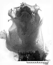 Attēlu rezultāti vaicājumam “Fossombronia foveolata sporophyte”