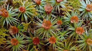 Attēlu rezultāti vaicājumam “Polytrichum juniperinum”