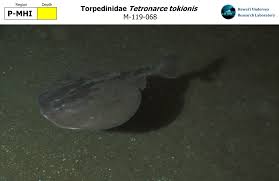 Image result for Tetronarce nobiliana