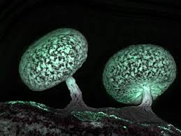 Attēlu rezultāti vaicājumam “Physarum leucophaeum macro”