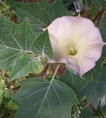 Image result for Datura stramonium