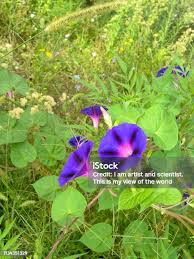 Attēlu rezultāti vaicājumam “Calystegia sepium flower”