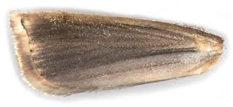 Attēlu rezultāti vaicājumam “Crambus silvella”