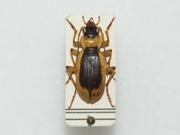 Attēlu rezultāti vaicājumam “Nebria livida”