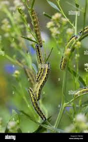 Attēlu rezultāti vaicājumam “Pieris brassicae”