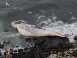 Image result for Balaenoptera physalus