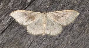 Attēlu rezultāti vaicājumam “Idaea emarginata”