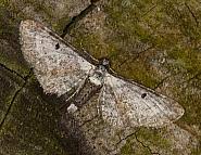 Attēlu rezultāti vaicājumam “Eupithecia succenturiata”