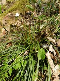 Attēlu rezultāti vaicājumam “Carex digitata leaf”