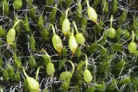 Attēlu rezultāti vaicājumam “Grimmia pulvinata”