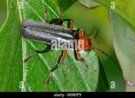 Attēlu rezultāti vaicājumam “Cantharis livida”