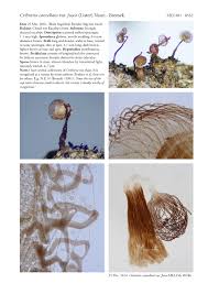 Attēlu rezultāti vaicājumam “Cribraria sp.”