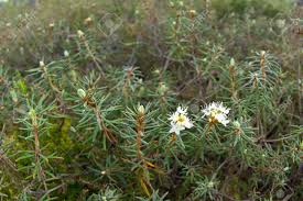Attēlu rezultāti vaicājumam “Ledum palustre flower”