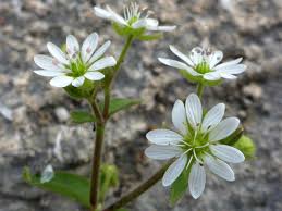 Attēlu rezultāti vaicājumam “Myosoton aquaticum”
