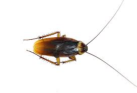 Image result for ゴキブリ報告所