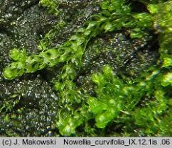 Attēlu rezultāti vaicājumam “Nowellia curvifolia”