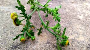 Attēlu rezultāti vaicājumam “Senecio viscosus”