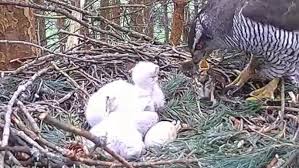 Attēlu rezultāti vaicājumam “Accipiter gentilis nest”