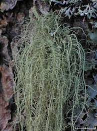 Attēlu rezultāti vaicājumam “Usnea filipendula”