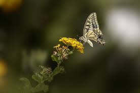 Attēlu rezultāti vaicājumam “Papilio machaon underside”