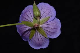 Attēlu rezultāti vaicājumam “Geraniaceae”