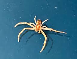 Attēlu rezultāti vaicājumam “Thomisidae”