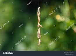 Attēlu rezultāti vaicājumam “Yponomeuta malinellus / cagnagella imago”